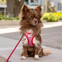 Curli Vest Harness Köpek Göğüs Tasması 55,5x62,7cm (Kırmızı-Beyaz) [XL]