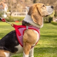 Curli Vest Harness Köpek Göğüs Tasması 55,5x62,7cm (Kırmızı-Beyaz) [XL]