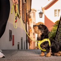 Curli Vest Harness Köpek Göğüs Tasması 43,4x49cm (Yeşil) [M]