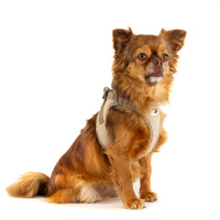 Curli Vest Harness Köpek Göğüs Tasması 49,1x55,4cm (Bej) [L]