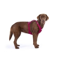 Curli Belka Harness Air-Mesh Köpek Göğüs Tasması 55,5x62,7cm (Gri) [XL]