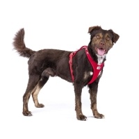 Curli Belka Harness Air-Mesh Köpek Göğüs Tasması 55,5x62,7cm (Siyah) [XL]