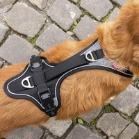 Curli Belka Comfort Harness Köpek Göğüs Tasması 76x82cm (Kahverengi) [XL]