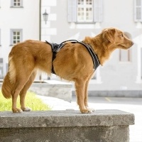 Curli Belka Comfort Harness Köpek Göğüs Tasması 58x62cm (Kırmızı) [XS]