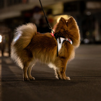 Curli Glow Clasp Vest Harness Reflective Köpek Tasması 45x50cm (Gri) [M]
