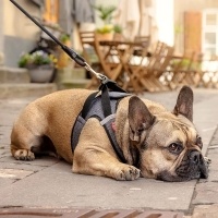 Curli Vest Harness Merino Köpek Tasması 35x40cm (Siyah) [XS]