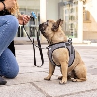 Curli Vest Harness Merino Köpek Tasması 35x40cm (Siyah) [XS]