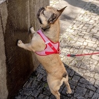 Curli Vest Harness Merino Köpek Tasması 26x30cm (Kırmızı) [3XS]