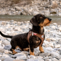 Curli Vest Harness Cord Köpek Tasması 38,3x43,3cm (Kahverengi) [S]