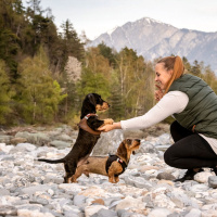 Curli Vest Harness Softshell Köpek Tasması 40x45cm (Kahverengi) [S]