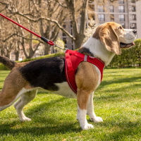 Curli Vest Harness Softshell Köpek Tasması 35x40cm (Kırmızı) [XS]