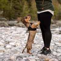 Curli Vest Harness Softshell Köpek Tasması 35x40cm (Siyah) [XS]