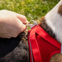Curli Vest Harness Softshell Köpek Tasması 50x56cm (Kırmızı) [2XS]