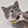 Garfield® Figürlü ve Yazılı Kedi Boyun Tasması 20-30cm (Sarı-Kırmızı)