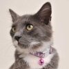 Hello Kitty® Figürlü ve Yazılı Kedi Boyun Tasması 20-30cm (Lila-Beyaz)