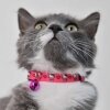 Hello Kitty® Figürlü Kedi Boyun Tasması 20-30cm (Fuşya)