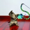 Kong Oyuncaklı ve Tüylü Kedi Olta Oyuncağı 40cm (Karışık Renkli)