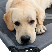 M-Pets Elevated Köpek Yatağı 76x61x18cm [M]