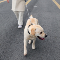 M-Pets Zincir Köpek Gezdirme Kayışı 120cm (Siyah)