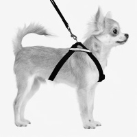 M-Pets Secura Harness Köpek Göğüs Tasması Seti 71x102cm [L]
