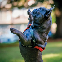 M-Pets Wild Jungle Harness Köpek Göğüs Tasması 25-35cm [XS]
