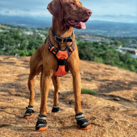 M-Pets Hiking Köpek Ayakkabısı 6x7,3cm [M-L]