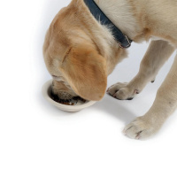 M-Pets Bambu Köpek Mama ve Su Kabı 300ml