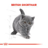 Royal Canin Kitten British Shorthair Yavru Kedi Maması 2kg