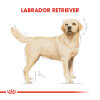 Royal Canin Labrador Retriever Yetişkin Köpek Maması 12kg