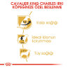 Royal Canin Cavalier King Charles 27 Yetişkin Köpek Maması 3kg
