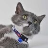 Tom and Jerry® Figürlü ve Yazılı Kedi Boyun Tasması 20-30cm (Lacivert)
