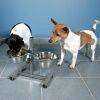 Trixie Köpekler için İkili Mama ve Su Kabı 20cm 2x1800ml