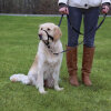 Trixie Uzman Köpek Eğitim Tasması 46cm [XL]