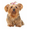 Trixie Köpek Saç Tokası 4-5-5cm (10'lu)