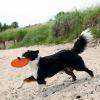 Trixie Termoplastik Kauçuk Frizbi Yüzen Köpek Oyuncağı 18cm