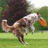 Trixie Agility Plastik Frizbi Köpek Eğitim Oyuncağı 23cm