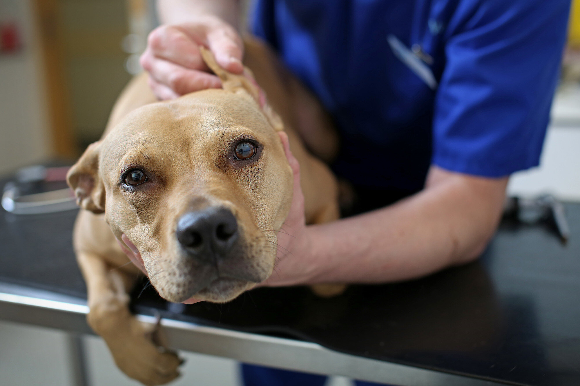 veteriner hekim kontrolünde sarı renkli köpeğin kulağı inceleniyor