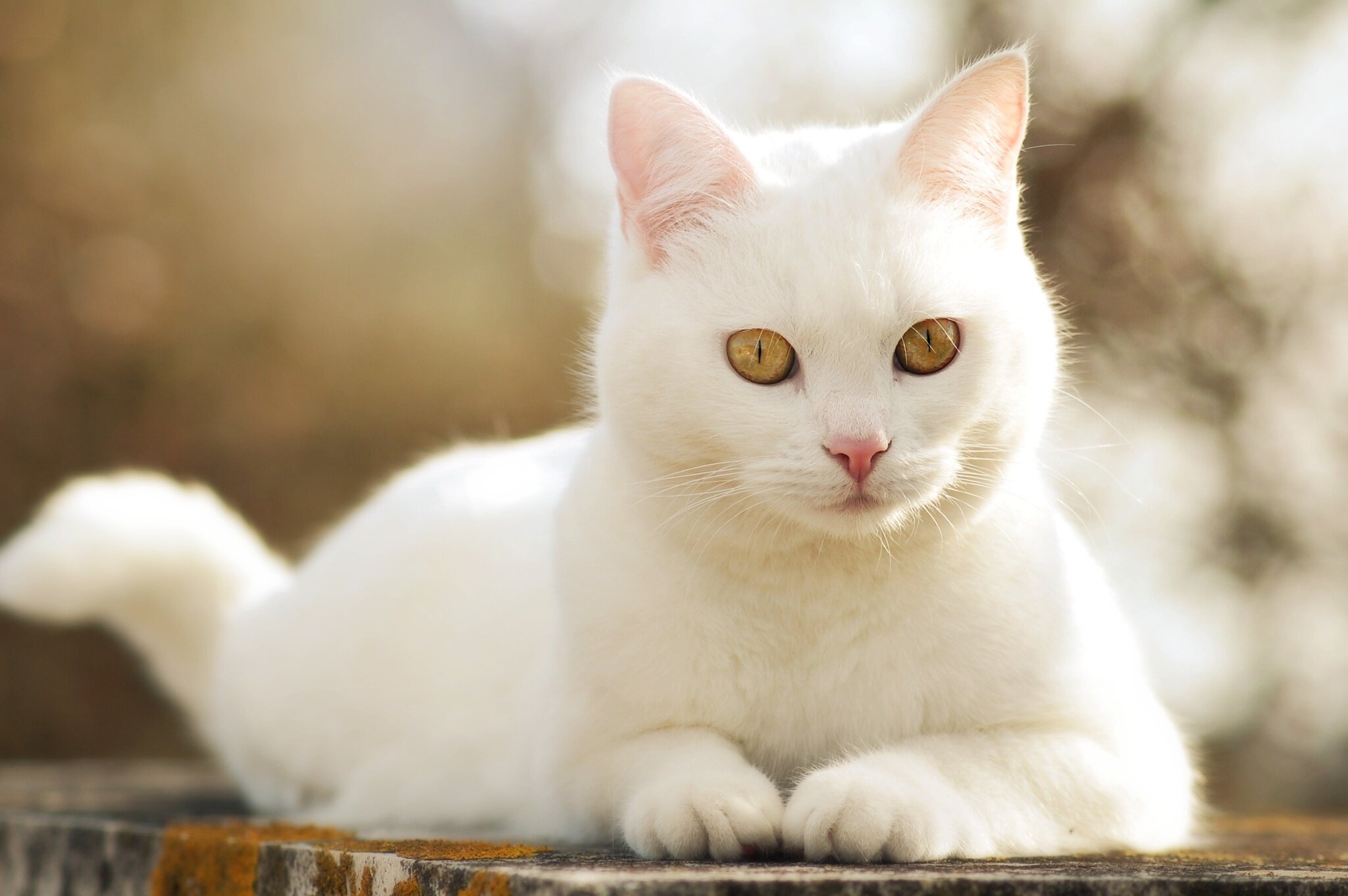 beyaz renkli kedi oturuyor