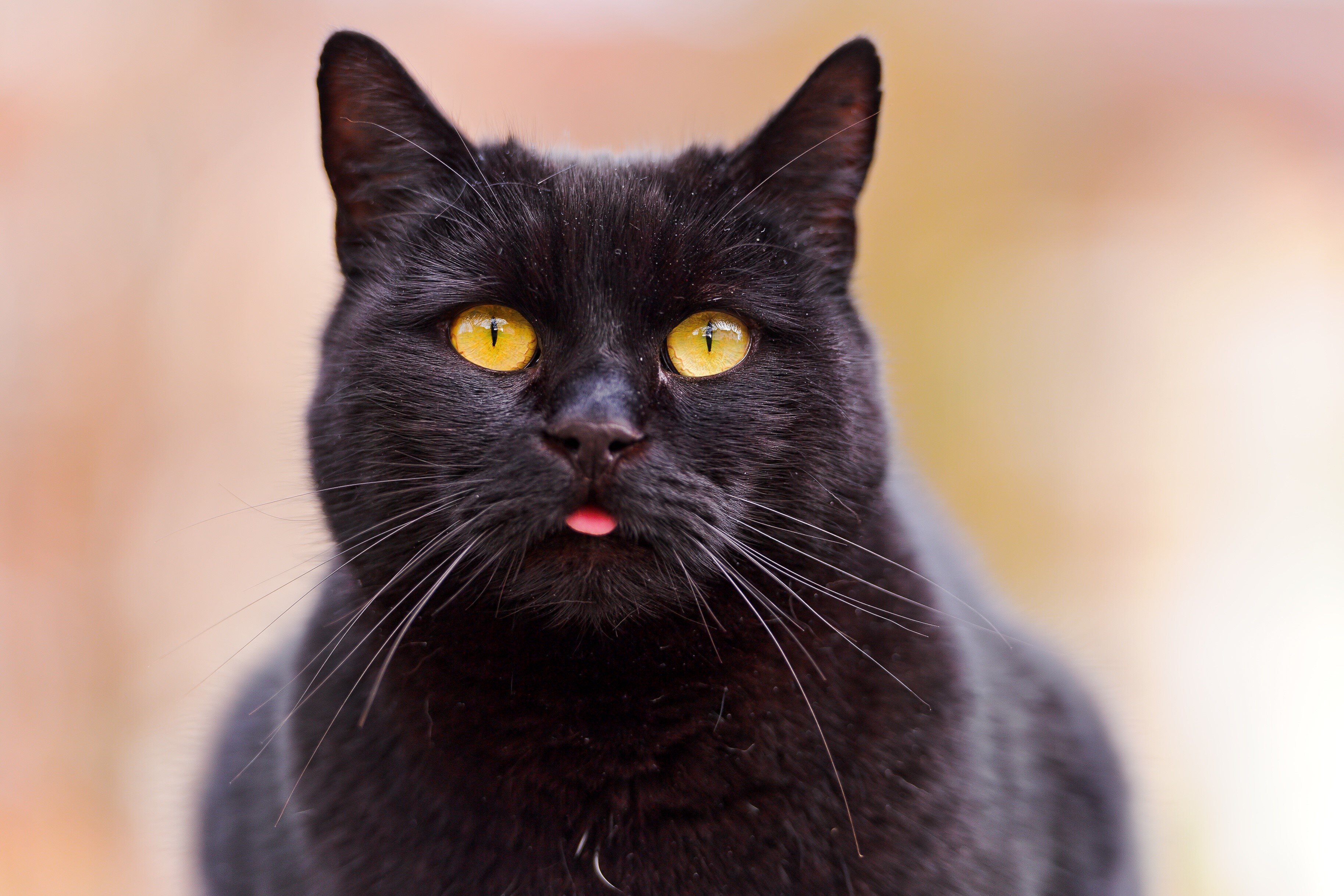 dili dışarıda sarı gözlü siyah kedi