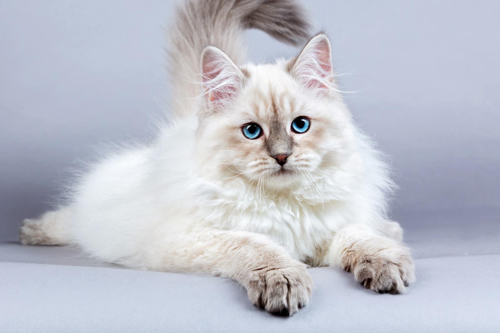 uzun tüylü mavi gözlü, Sibirya kedisi oturuyor