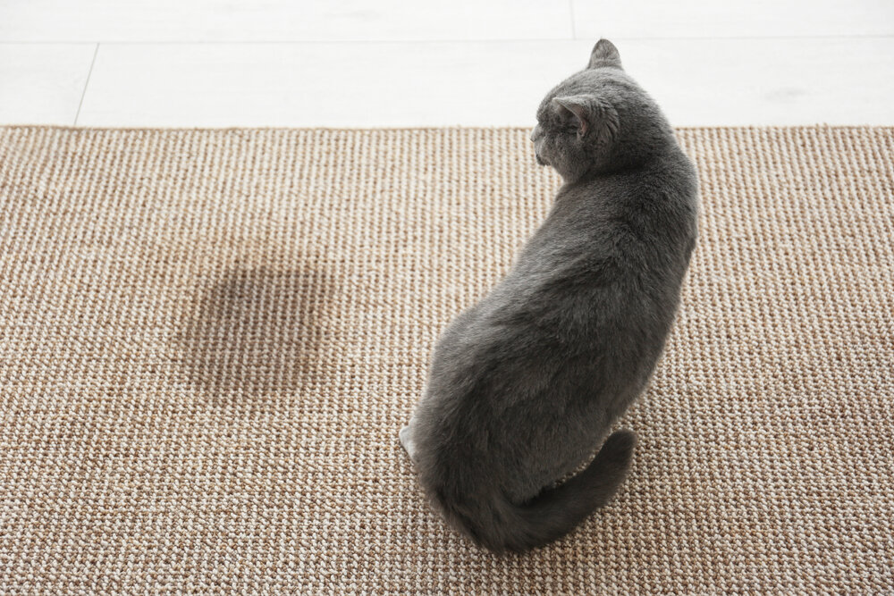 ıslak halıda oturan sırtı dönük gri kedi