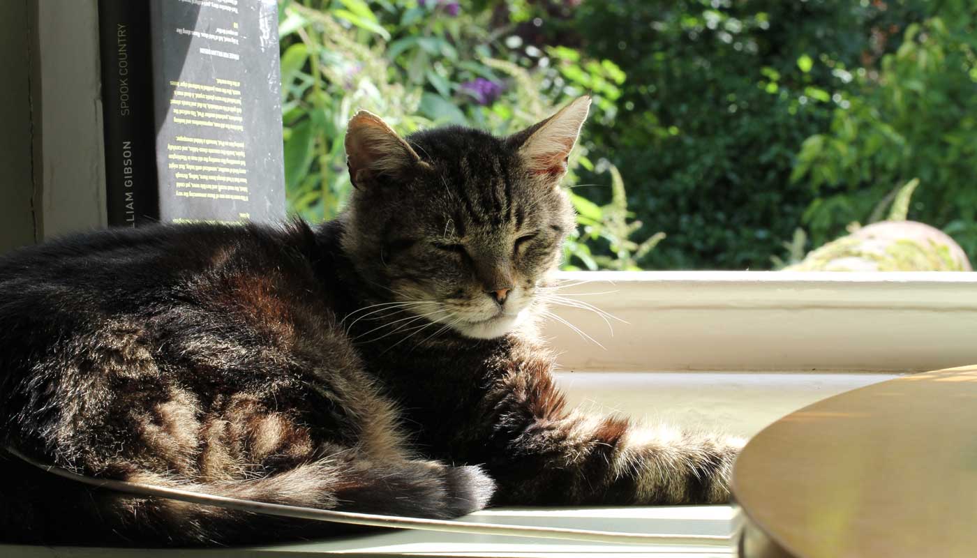 pencere kenarında oturan yüzüne güneş gelen kedi
