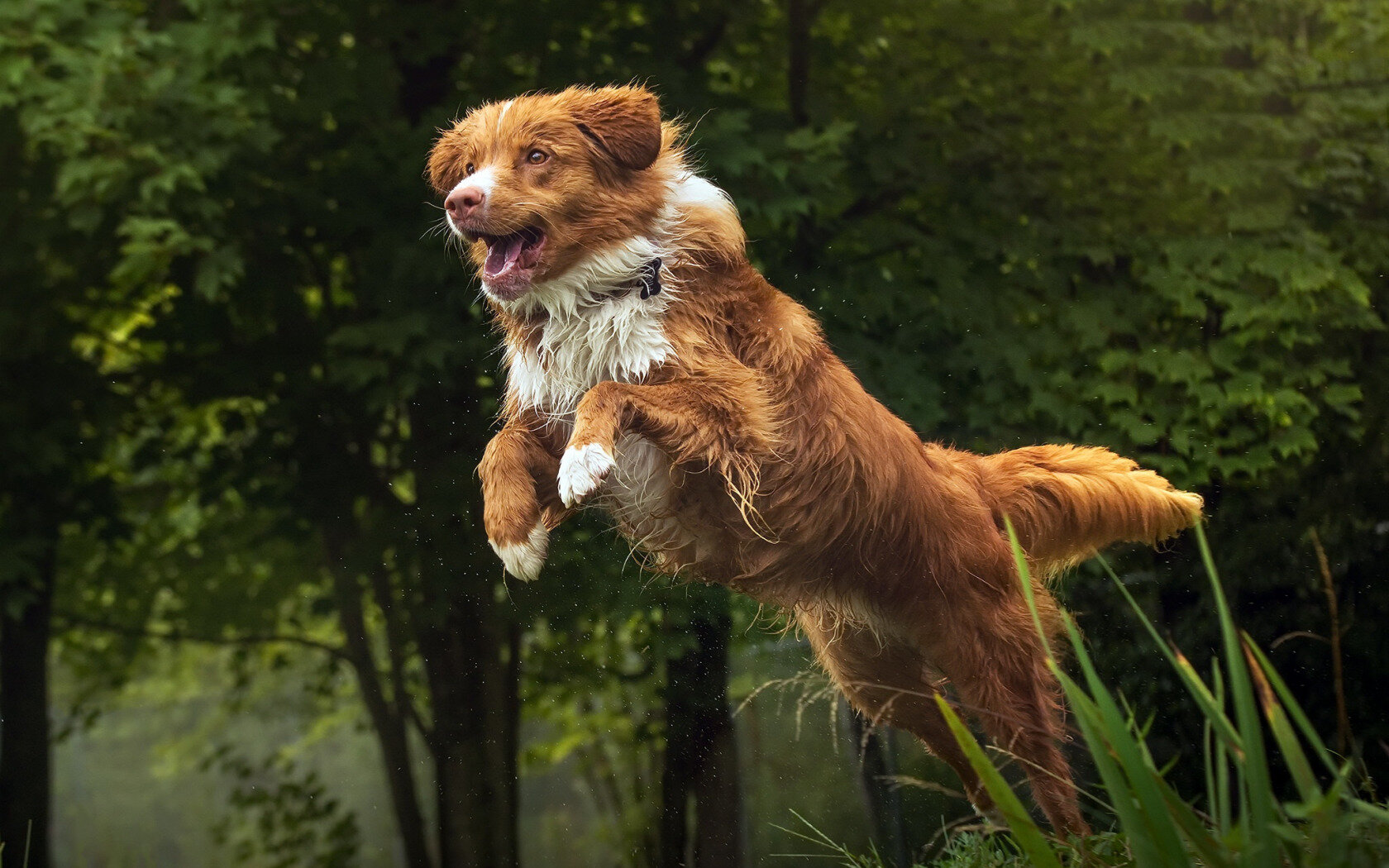 çimlerde zıplayan kahverengi büyük köpek