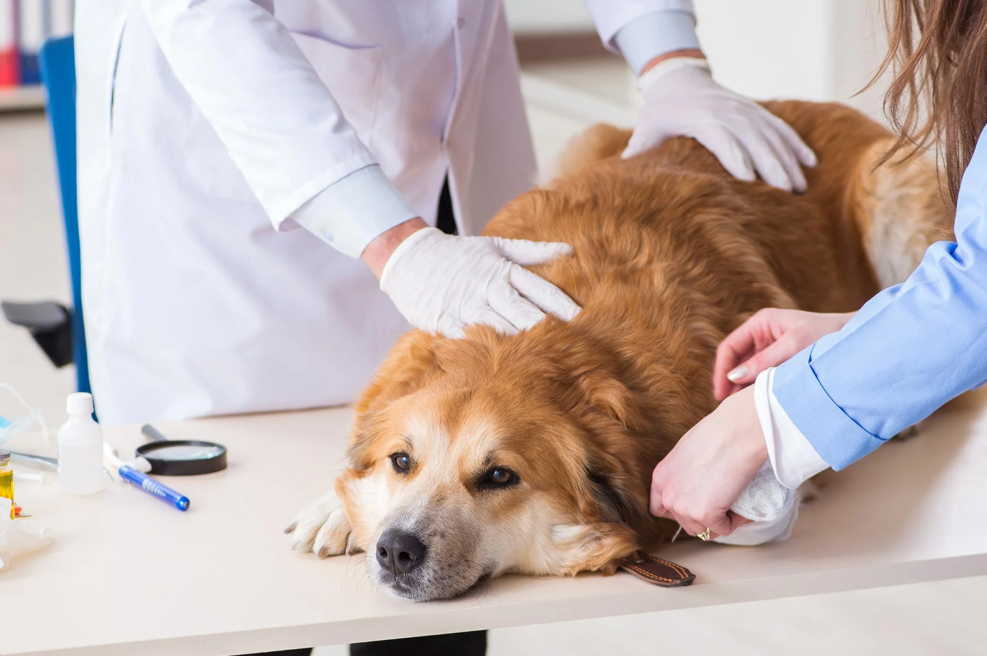 veteriner hekim kontrolünde köpek