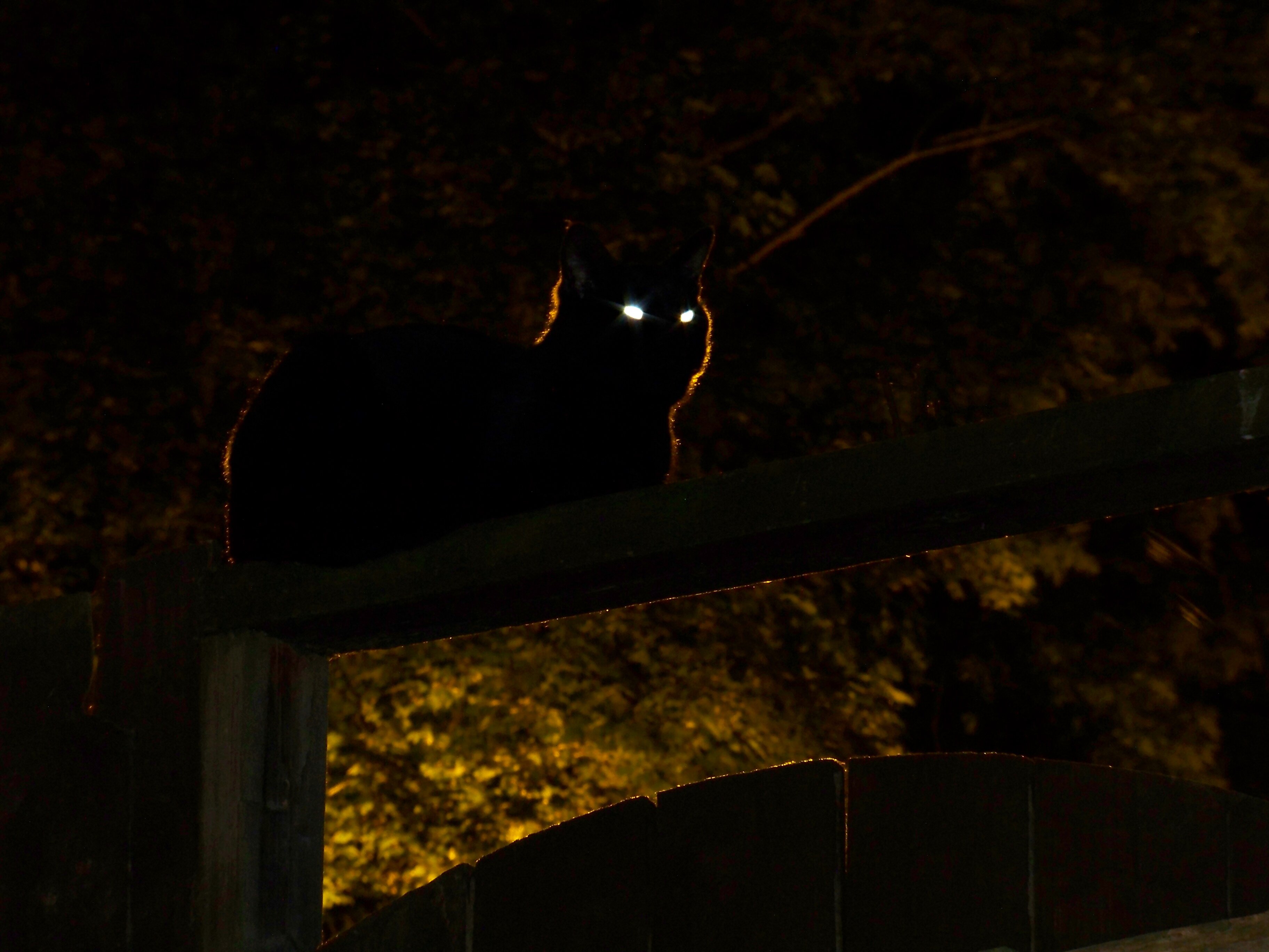 karanlıkta gözleri parlayan ağaçta oturan kedi