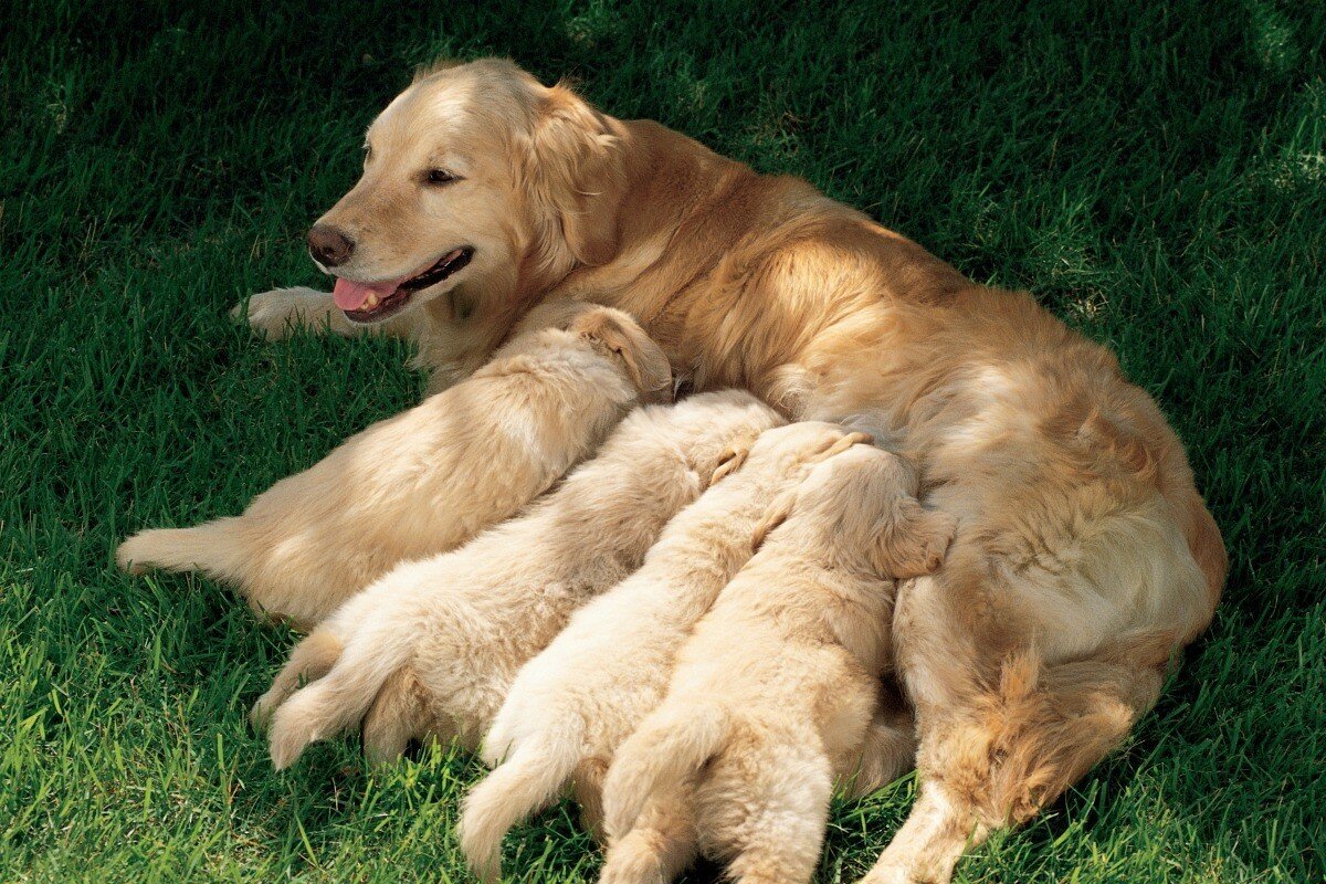 yavrular ve yavruları emziren Golden Retriever cinsi anne köpek