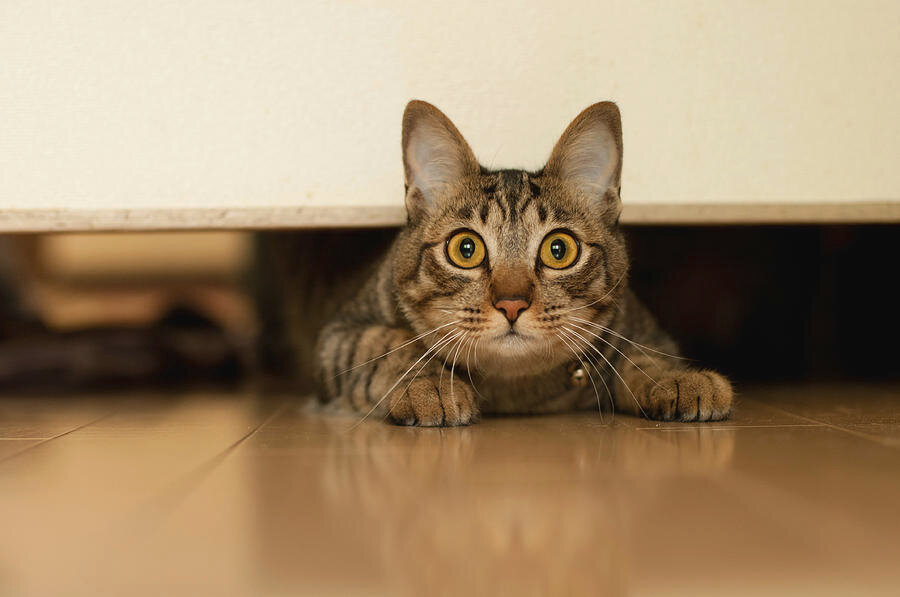 koltuk altında saklanan tekir kedi