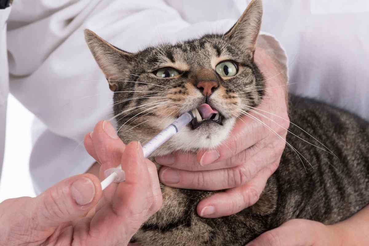 ağzına ilaç enjekte edilen tekir kedi