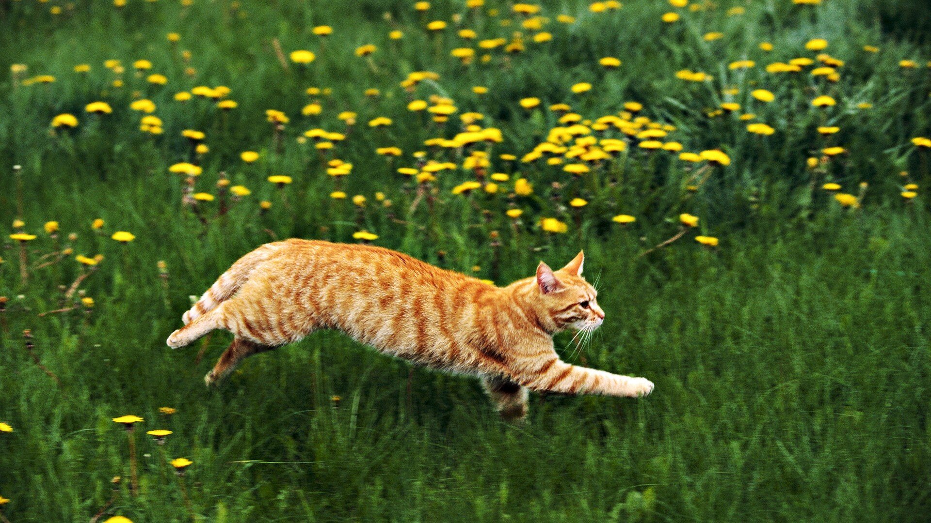 çimlerde yürüyen sarman kedi