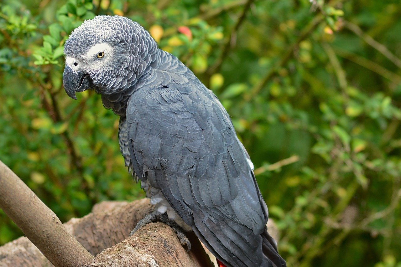 ağaçta tüneyen gri renkli papağan